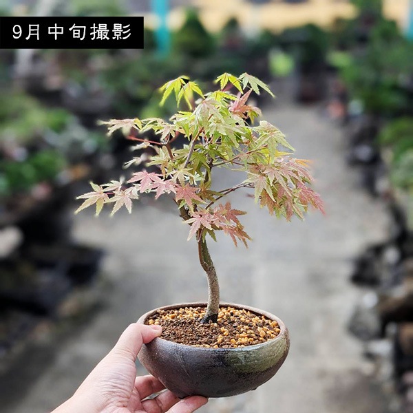 小品盆栽：山もみじ(瀬戸焼三彩鉢)*＜2025年落葉＞ヤマモミジ momiji