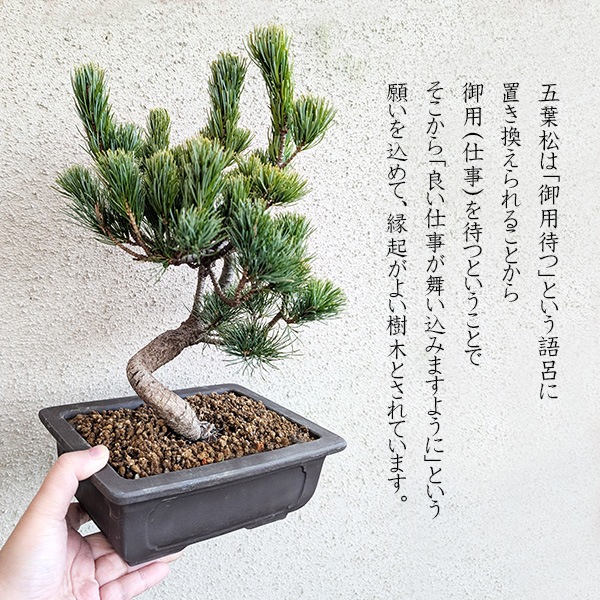 �ߺϡ����վ�(��ťĹ�����������ȭ)*ȭ�����ˤ� ���ե� �ץ쥼��� bonsai
