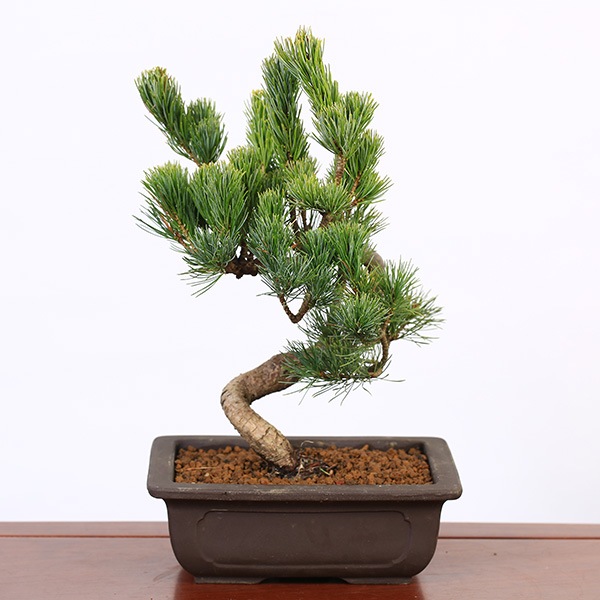 �ߺϡ����վ�(��ťĹ�����������ȭ)*ȭ�����ˤ� ���ե� �ץ쥼��� bonsai