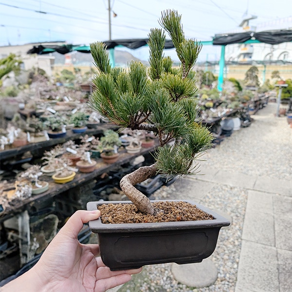 �ߺϡ����վ�(��ťĹ�����������ȭ)*ȭ�����ˤ� ���ե� �ץ쥼��� bonsai
