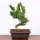�ߺϡ����վ�(��ťĹ�����������ȭ)*ȭ�����ˤ� ���ե� �ץ쥼��� bonsai