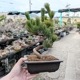 �ߺϡ����վ�(��ťĹ�����������ȭ)*ȭ�����ˤ� ���ե� �ץ쥼��� bonsai