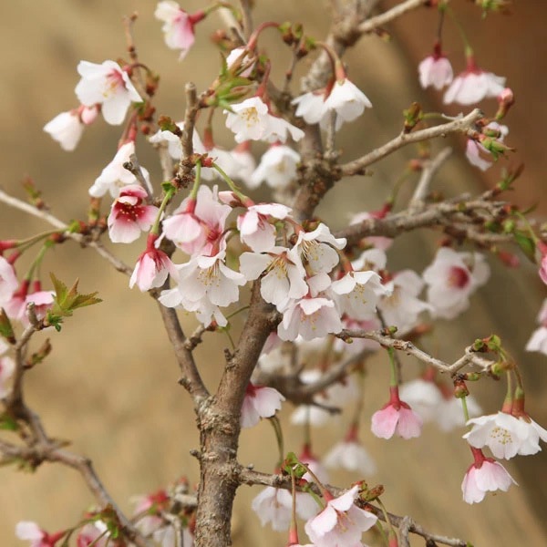 ���ߺϡ��о����(�߸žƥ��֥���ȭ)*(2026ǯ�ճ���ͽ��) bonsai