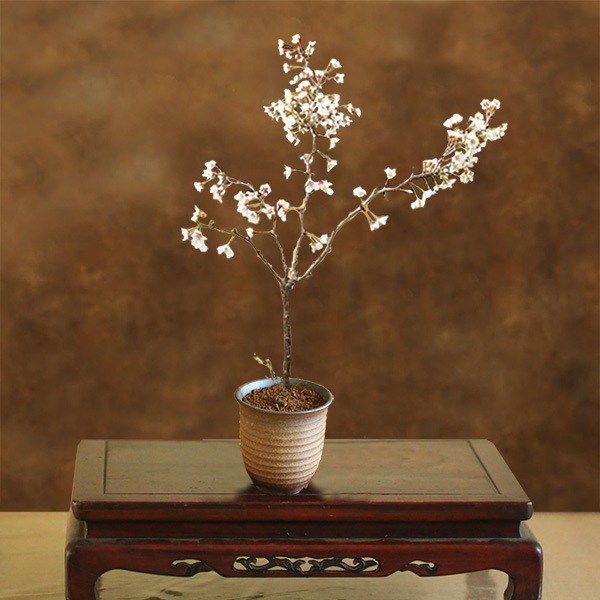 ���ߺϡ��о����(�߸žƥ��֥���ȭ)*(2026ǯ�ճ���ͽ��) bonsai