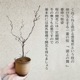 ���ߺϡ��о����(�߸žƥ��֥���ȭ)*(2026ǯ�ճ���ͽ��) bonsai