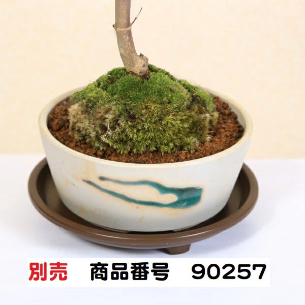 ߺϡϡߤ(;ȭ * ȭ ռ ץ쥼Ȥˤ bonsai