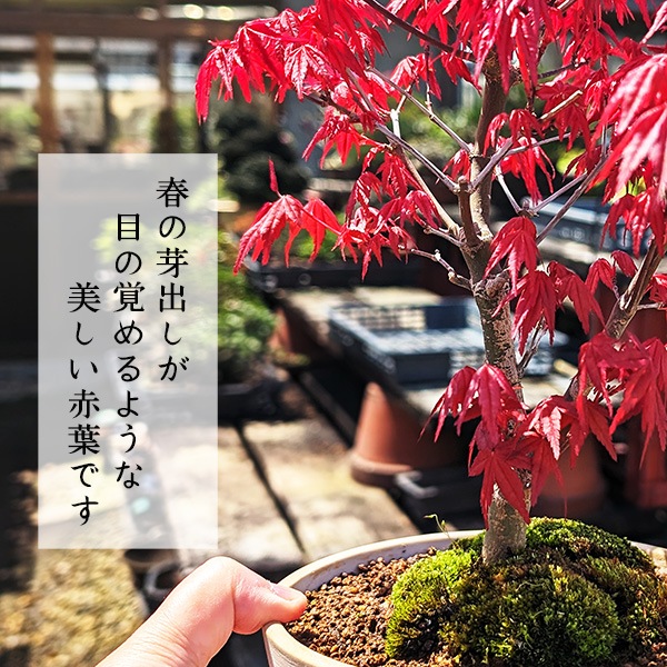 ߺϡϡߤ(;ȭ * ȭ ռ ץ쥼Ȥˤ bonsai