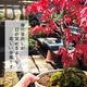 ߺϡϡߤ(;ȭ * ȭ ռ ץ쥼Ȥˤ bonsai