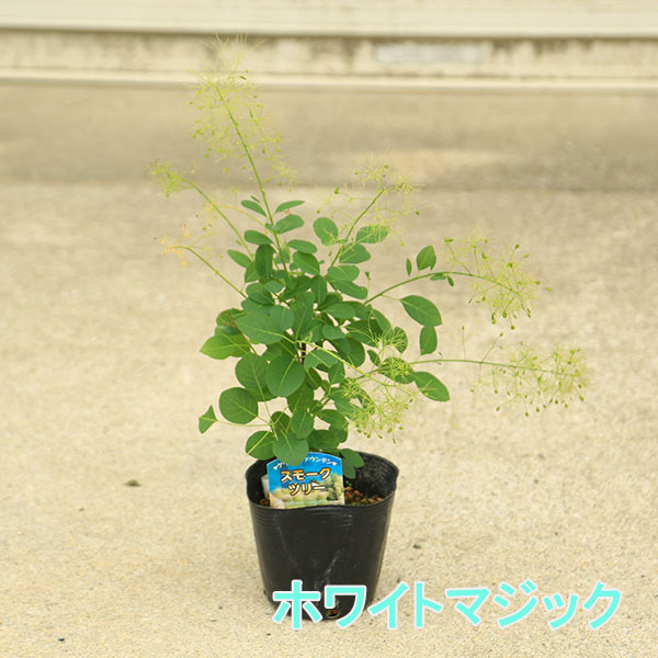 ���ڡ����ڡ����⡼���ĥ꡼ 5��A���ʤ���˾���ʼ�����Ӥ�������) ����ڡ�