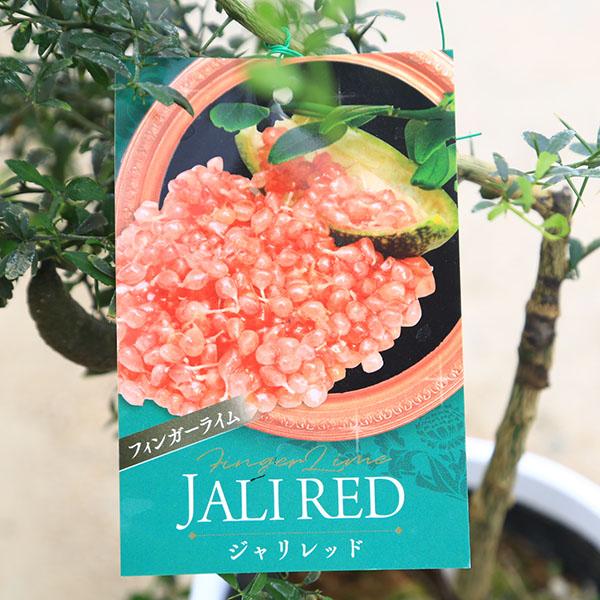 ���ڡ����ڡ��̼������ڡ��ե��󥬡��饤��ʥ���ӥ��饤��˳Ƽ浪���Ӥ���������VOL2��*������åɡ����ޡ������������åס��ʤ�