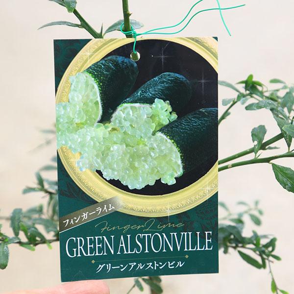 ���ڡ����ڡ��̼������ڡ��ե��󥬡��饤��ʥ���ӥ��饤��˳Ƽ浪���Ӥ���������VOL2��*������åɡ����ޡ������������åס��ʤ�