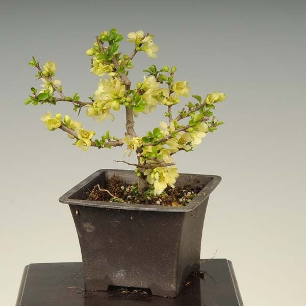 苗：白花長寿梅(大)*しろばなちょうじゅばい チョウジュバイ | 盆栽