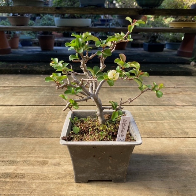 �ġ����Ĺ����(��)*�����Фʤ��礦����Ф������祦����Х�