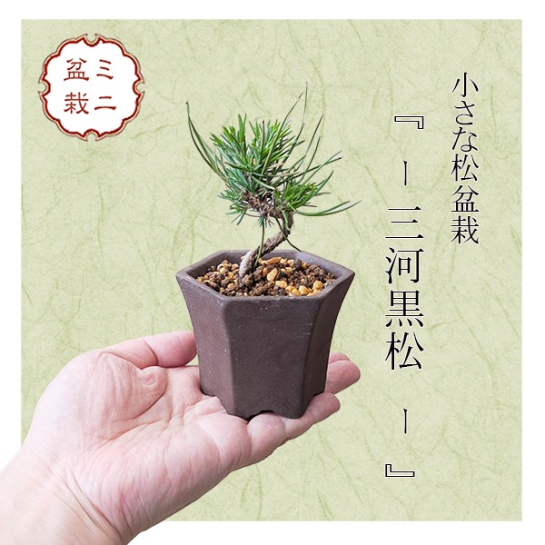 ミニ盆栽：三河黒松*（土物反六角陶器鉢）鉢植えお試し盆栽Mikawa