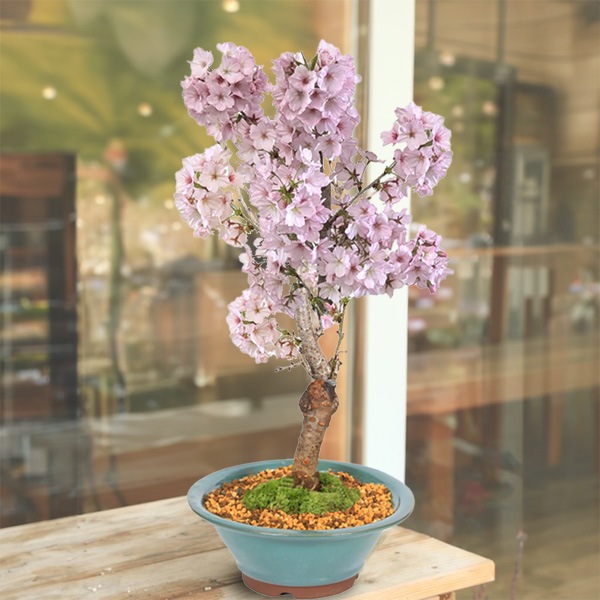 盆栽：御殿場桜(萬古焼陣笠緑鉢)* 苔付き （2026年開花終了）さくら お
