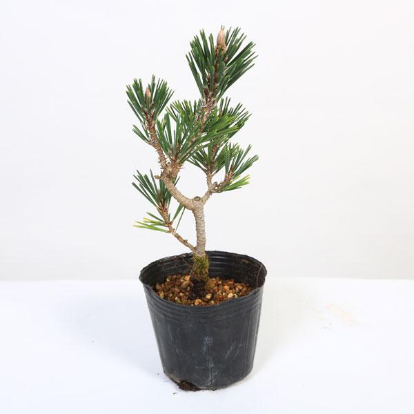 苗：寿松*ことぶきまつ/コトブキマツ | 新着商品,新入荷苗・再入荷苗