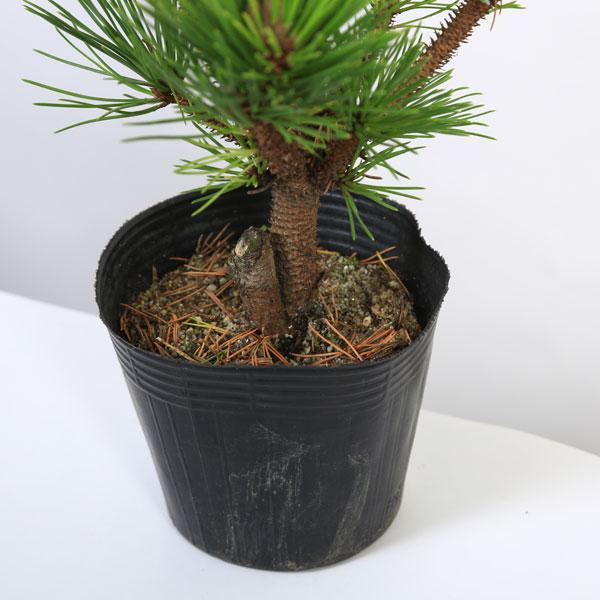 苗：寿松*ことぶきまつ/コトブキマツ | 新着商品,新入荷苗・再入荷苗 