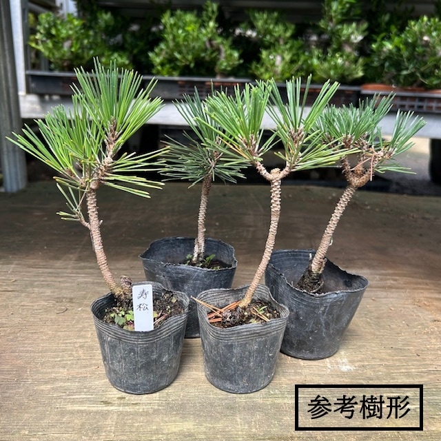 苗：寿松*ことぶきまつ/コトブキマツ | 新着商品,新入荷苗・再入荷苗