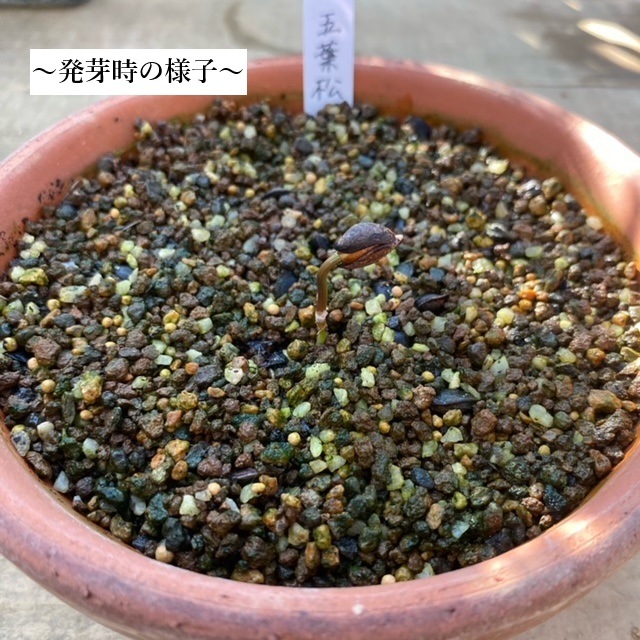 ͷ���ߺϡ���ҡ����վ�*�ʤ��褦�ޤ�/���襦�ޥġ�