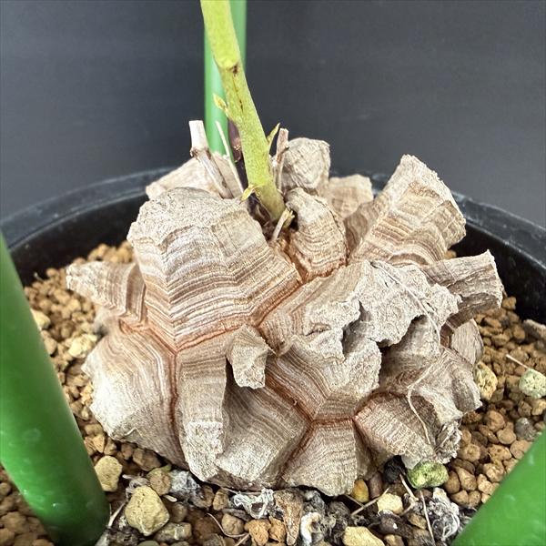 ���ò��������ǥå��������եꥫ����ε*������6.5��������ʡ����ʸ¤�