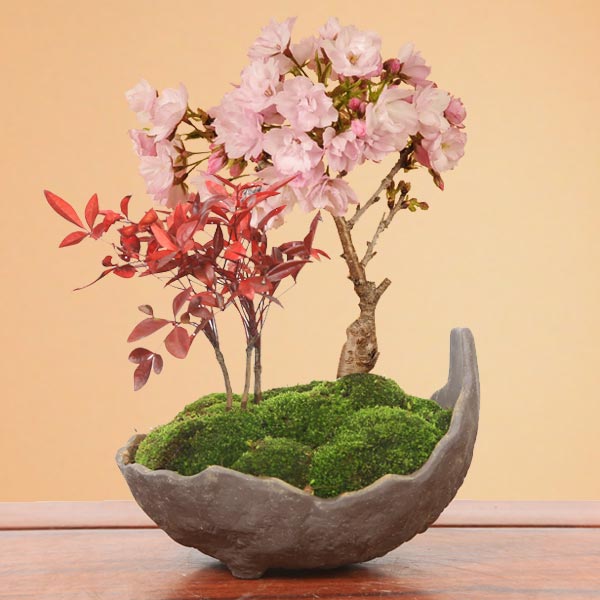 桜盆栽：桜・南天寄せ植え(くらま鉢)*＜2026年開花終了＞自宅でお花見