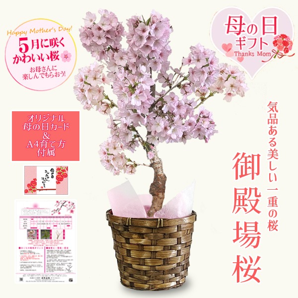 �٤�Ƥ�������������ե� ������������¾�� �Х����å�*�ʥ�å����������ɤȰ�����դ���ȭ�� ȭ���� ���� �����饵����bonsai