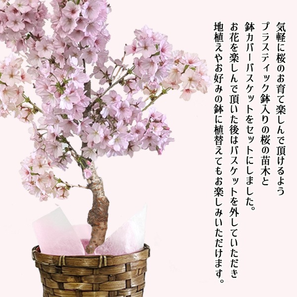 �٤�Ƥ�������������ե� ������������¾�� �Х����å�*�ʥ�å����������ɤȰ�����դ���ȭ�� ȭ���� ���� �����饵����bonsai