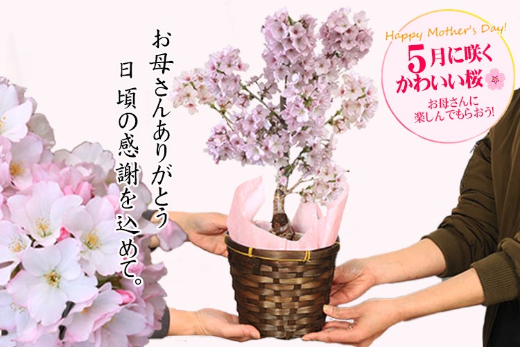�٤�Ƥ�������������ե� ������������¾�� �Х����å�*�ʥ�å����������ɤȰ�����դ���ȭ�� ȭ���� ���� �����饵����bonsai