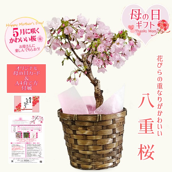 �٤�Ƥ�������������եȺ��������Ȭ�ź� �Х����å���*�ץ�ȭ���������å���������������ˡ�����̵���ۡڤ�����ۡڥ�����bonsai