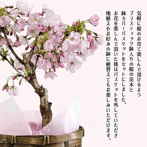 �٤�Ƥ�������������եȺ��������Ȭ�ź� �Х����å���*�ץ�ȭ���������å���������������ˡ�����̵���ۡڤ�����ۡڥ�����bonsai