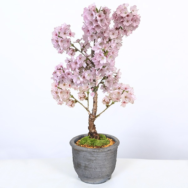 桜盆栽：御殿場桜(みまや焼水昇岩鉢)*苔付き【2026年春開花予定