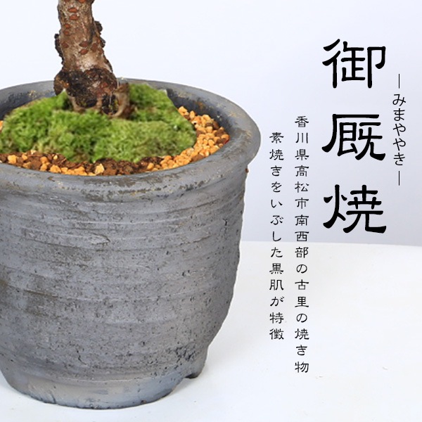 桜盆栽：御殿場桜(みまや焼水昇岩鉢)*苔付き【2026年春開花予定