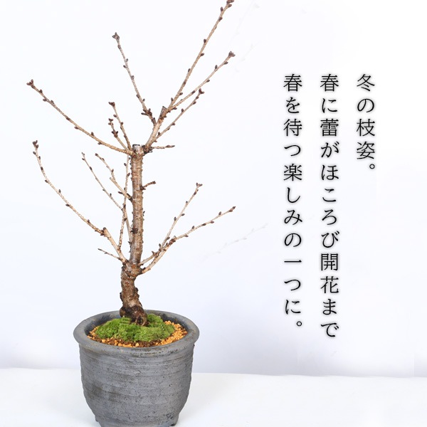 桜盆栽：御殿場桜(みまや焼水昇岩鉢)*苔付き【2026年開花終了】 bonsai