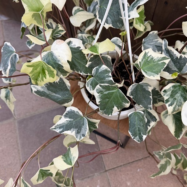 おしゃれ 観葉植物：斑入り オカメヅタ*ヘデラ カナリエンシス 5号