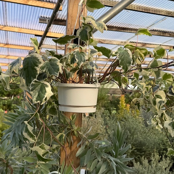 おしゃれ 観葉植物：斑入り オカメヅタ*ヘデラ カナリエンシス 5号