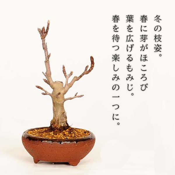 �����ߺϡ�ɱ�ŷڤ��*�ʹ���ή��Ŵȭ�ˡ�����̵����bonsai