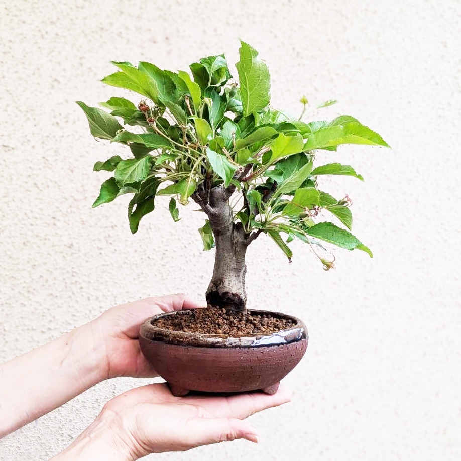 �����ߺϡ�ɱ�ŷڤ��*�ʹ���ή��Ŵȭ�ˡ�����̵����bonsai