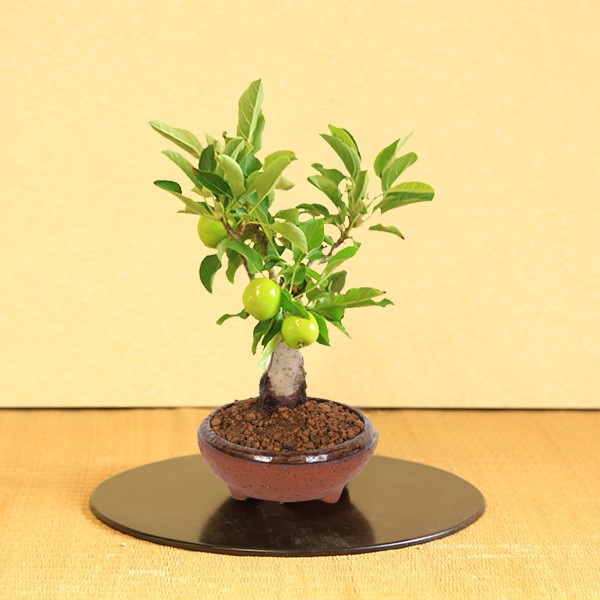 �����ߺϡ�ɱ�ŷڤ��*�ʹ���ή��Ŵȭ�ˡ�����̵����bonsai