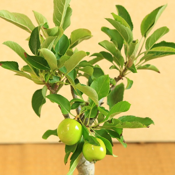 �����ߺϡ�ɱ�ŷڤ��*�ʹ���ή��Ŵȭ�ˡ�����̵����bonsai