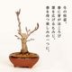 �����ߺϡ�ɱ�ŷڤ��*�ʹ���ή��Ŵȭ�ˡ�����̵����bonsai