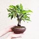 �����ߺϡ�ɱ�ŷڤ��*�ʹ���ή��Ŵȭ�ˡ�����̵����bonsai