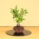 �����ߺϡ�ɱ�ŷڤ��*�ʹ���ή��Ŵȭ�ˡ�����̵����bonsai