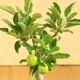 �����ߺϡ�ɱ�ŷڤ��*�ʹ���ή��Ŵȭ�ˡ�����̵����bonsai
