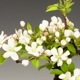 �����ߺϡ�ɱ�ŷڤ��*�ʹ���ή��Ŵȭ�ˡ�����̵����bonsai