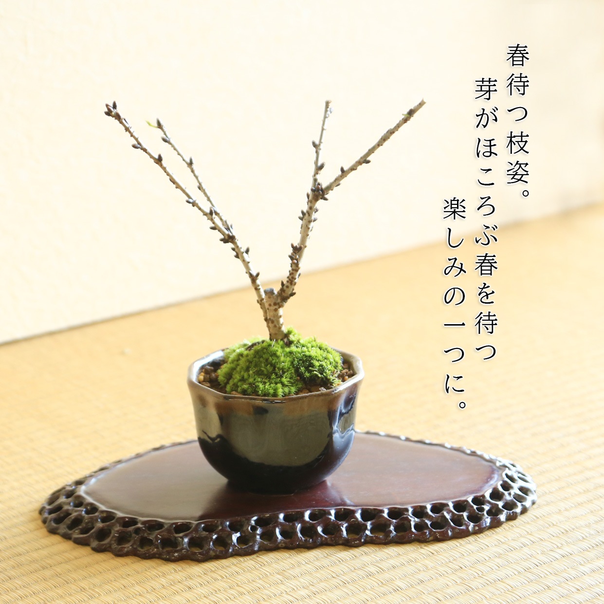 ߺϡߥ˸¾*;Ʋַȭդ2026ǯճͽ䤵 bonsai