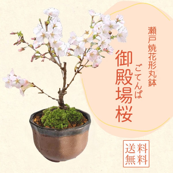 ���ߺϡ��ߥ˸��¾��*�����;Ʋַ���ȭ�����դ���2026ǯ�ճ���ͽ��䤵���� bonsai