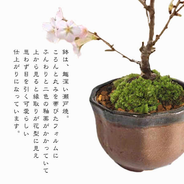 ���ߺϡ��ߥ˸��¾��*�����;Ʋַ���ȭ�����դ���2026ǯ�ճ���ͽ��䤵���� bonsai