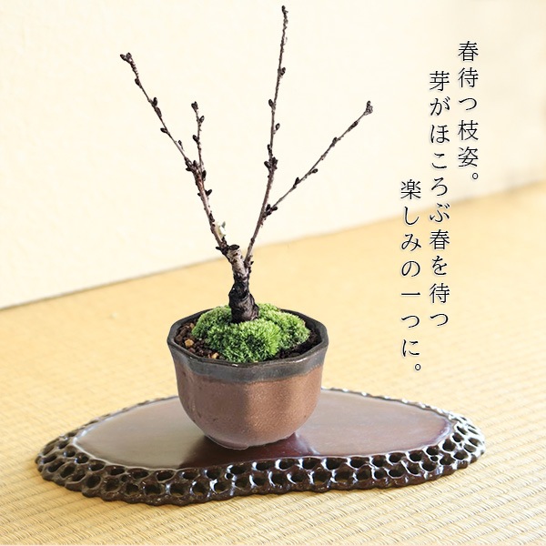 ���ߺϡ��ߥ˸��¾��*�����;Ʋַ���ȭ�����դ���2026ǯ�ճ���ͽ��䤵���� bonsai