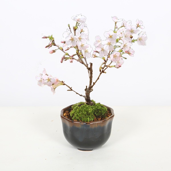 ߺϡߥ˸¾*;Ʋַȭդ2026ǯճͽ䤵 bonsai