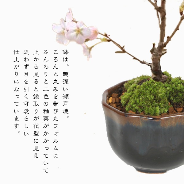 ߺϡߥ˸¾*;Ʋַȭդ2026ǯճͽ䤵 bonsai